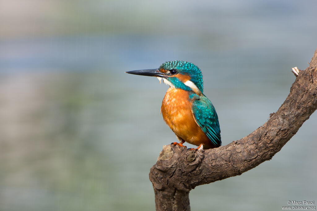 Martin-pêcheur d'Europe mâle adulte, identification