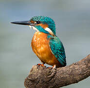 Common Kingfisher