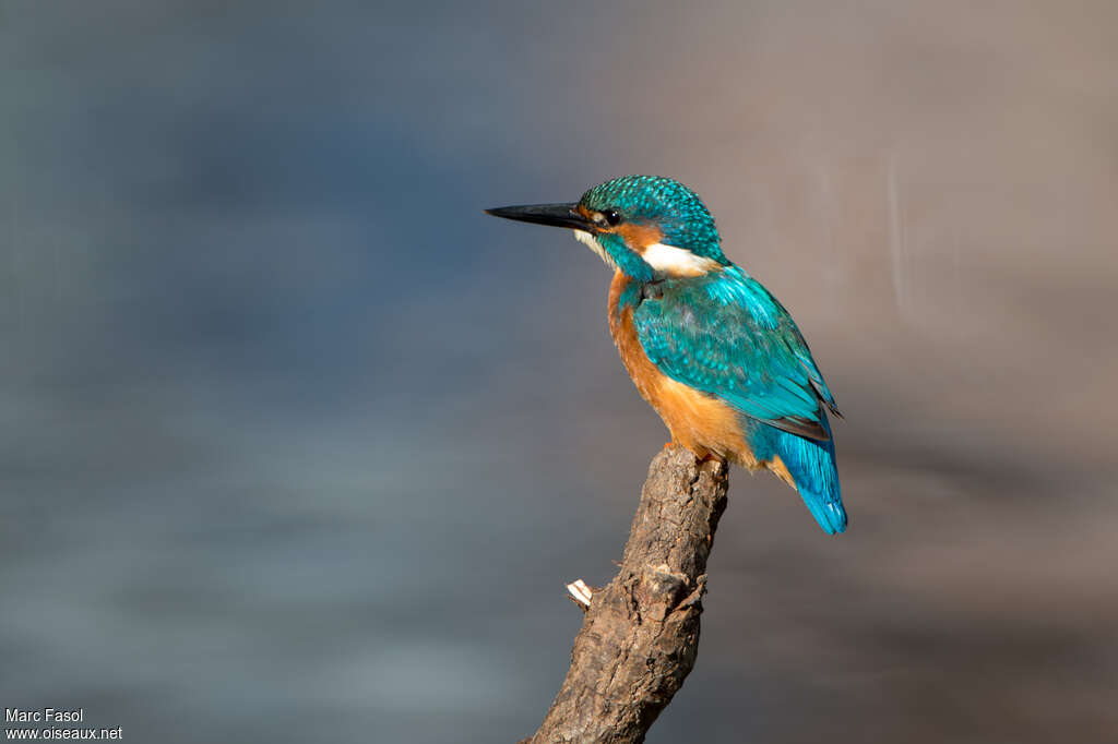 Martin-pêcheur d'Europe mâle adulte nuptial, identification