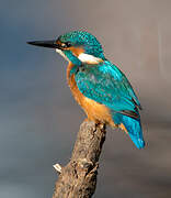 Common Kingfisher