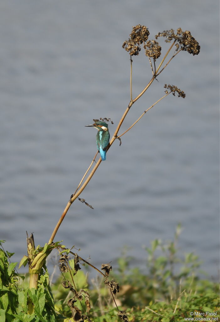 Common Kingfisher male adult post breeding, identification