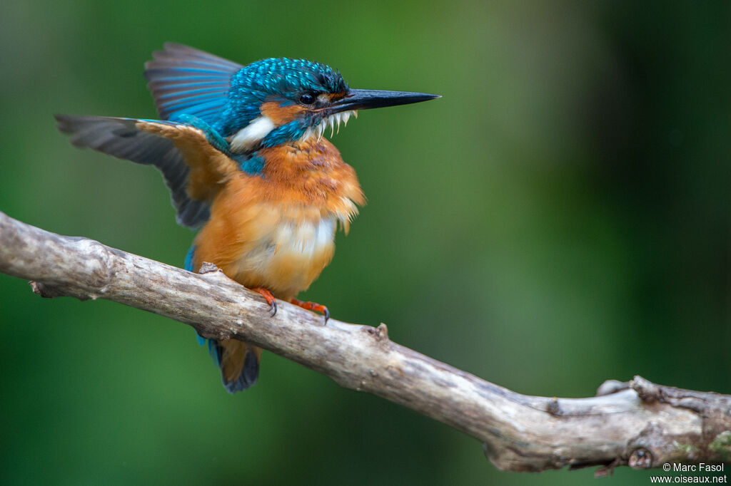 Common Kingfisheradult breeding