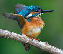 Common Kingfisher