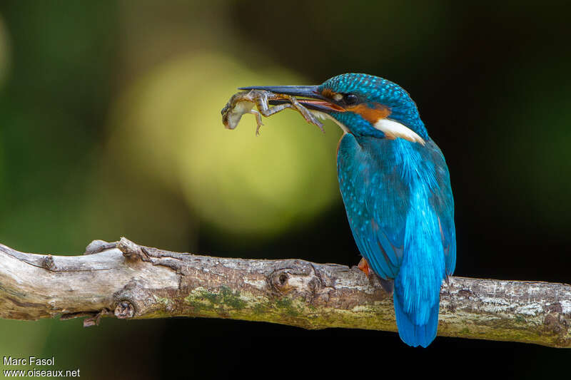 Common Kingfisher male adult breeding, pigmentation, feeding habits