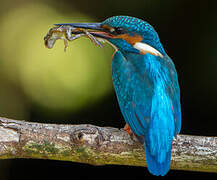 Common Kingfisher