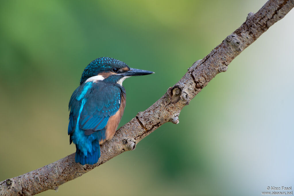 Martin-pêcheur d'Europejuvénile, identification