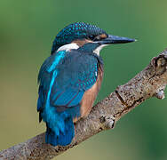 Common Kingfisher