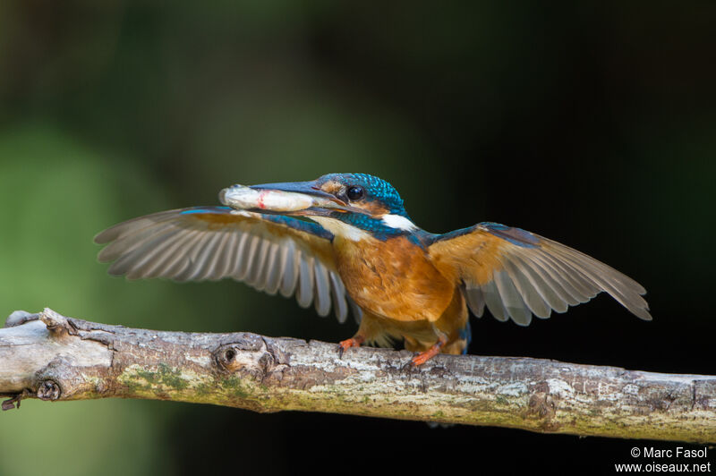 Common Kingfisher male adult breeding, identification, feeding habits, Reproduction-nesting