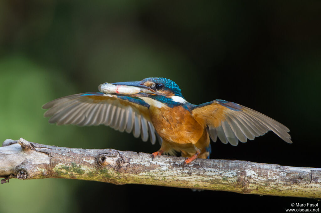 Common Kingfisher male adult breeding, identification, feeding habits, Reproduction-nesting