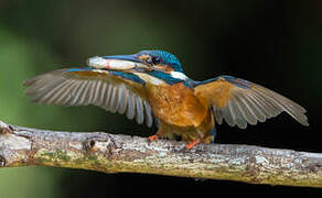 Common Kingfisher