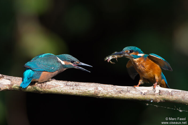Common Kingfisher, feeding habits, Reproduction-nesting