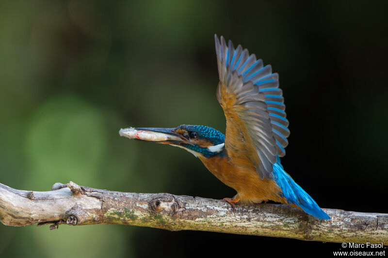 Common Kingfisher male adult, identification, feeding habits, Reproduction-nesting