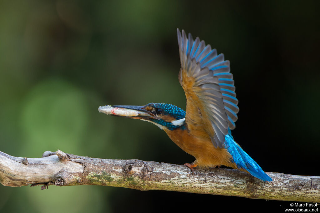 Common Kingfisher male adult, identification, feeding habits, Reproduction-nesting