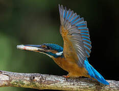 Common Kingfisher