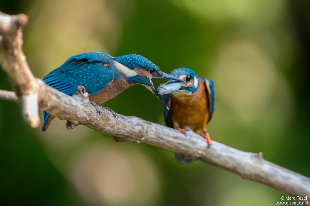 Common Kingfisher, identification, feeding habits, Reproduction-nesting