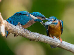 Common Kingfisher