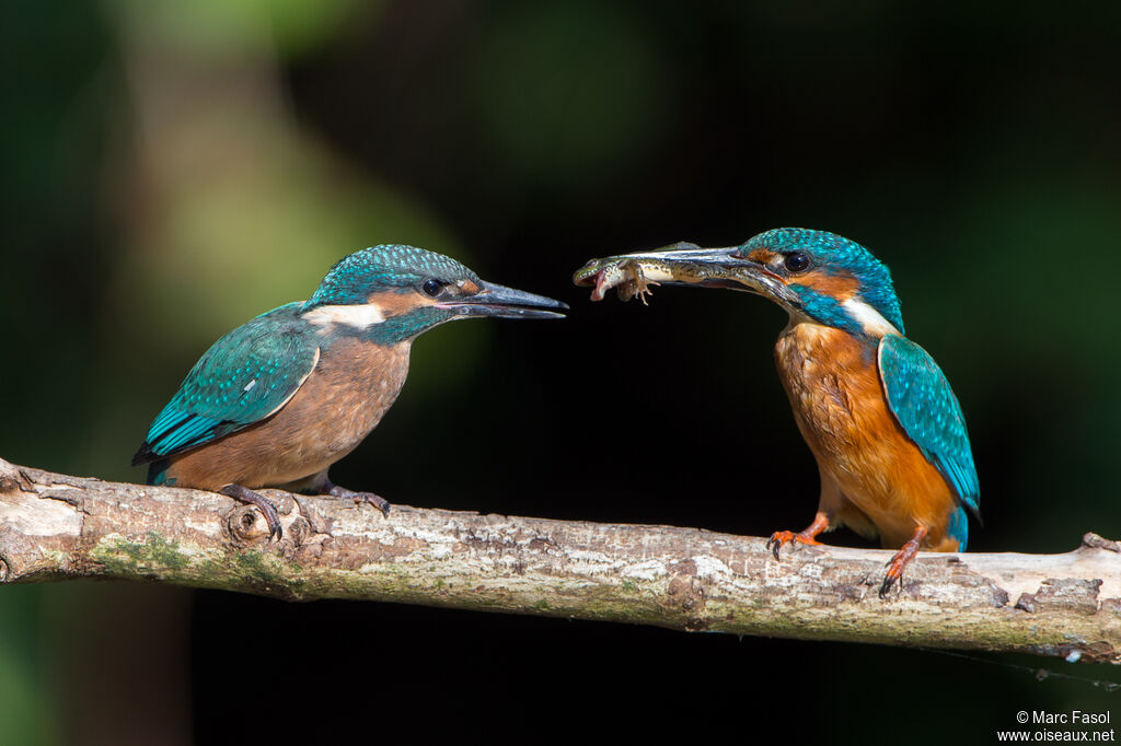 Martin-pêcheur d'Europe, identification, Nidification