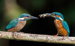 Common Kingfisher