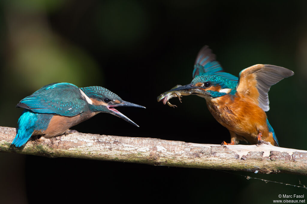 Common Kingfisher, identification, feeding habits, Reproduction-nesting