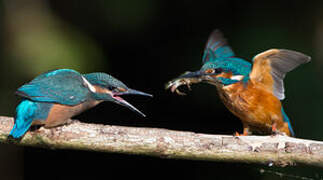 Common Kingfisher