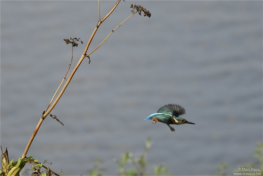 Common Kingfisher male adult post breeding, Flight