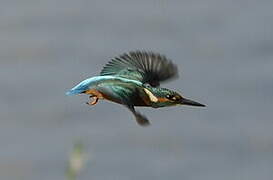 Common Kingfisher