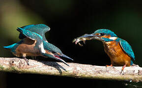 Common Kingfisher