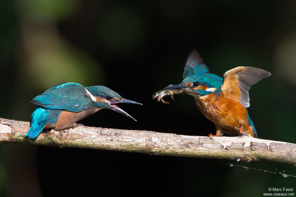 Common Kingfisher, identification, feeding habits, Reproduction-nesting