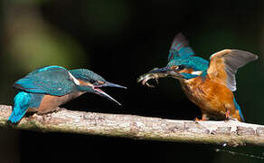 Common Kingfisher