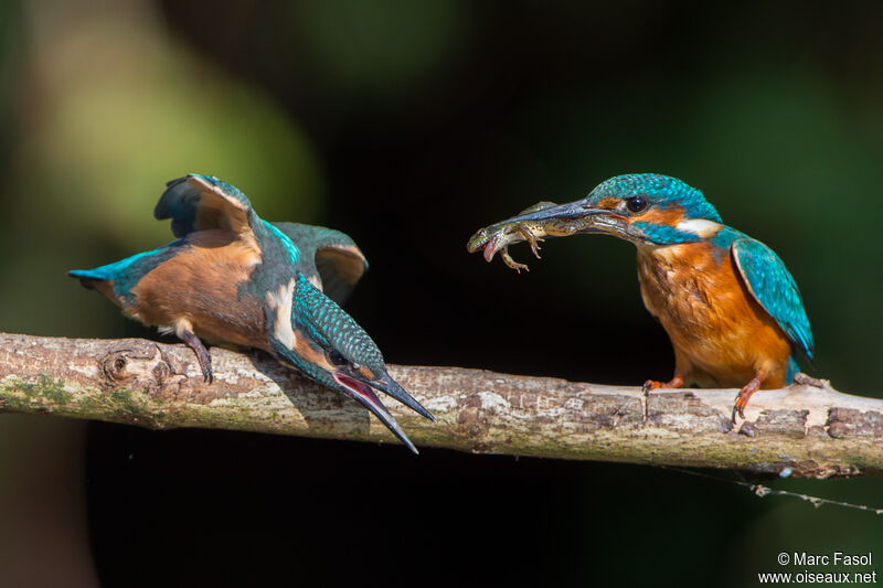 Common Kingfisher, identification, feeding habits, Reproduction-nesting