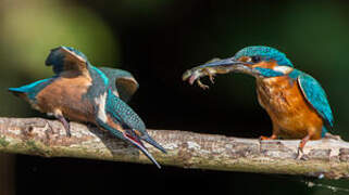 Common Kingfisher