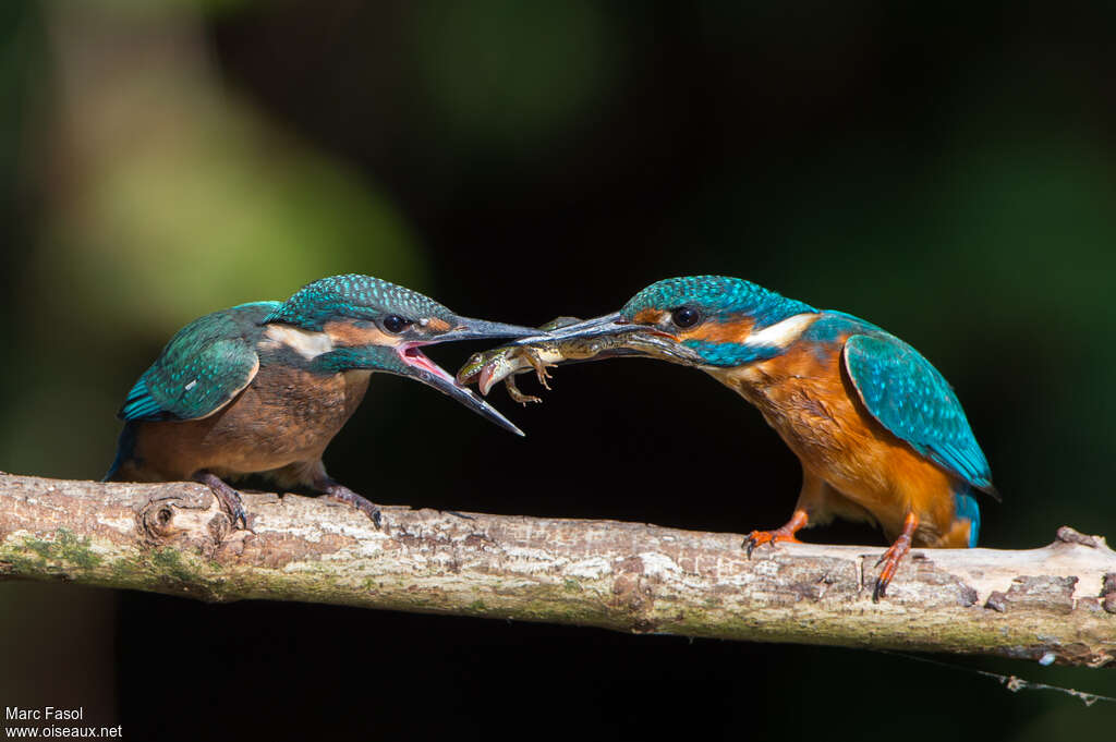 Common Kingfisher, feeding habits, eats