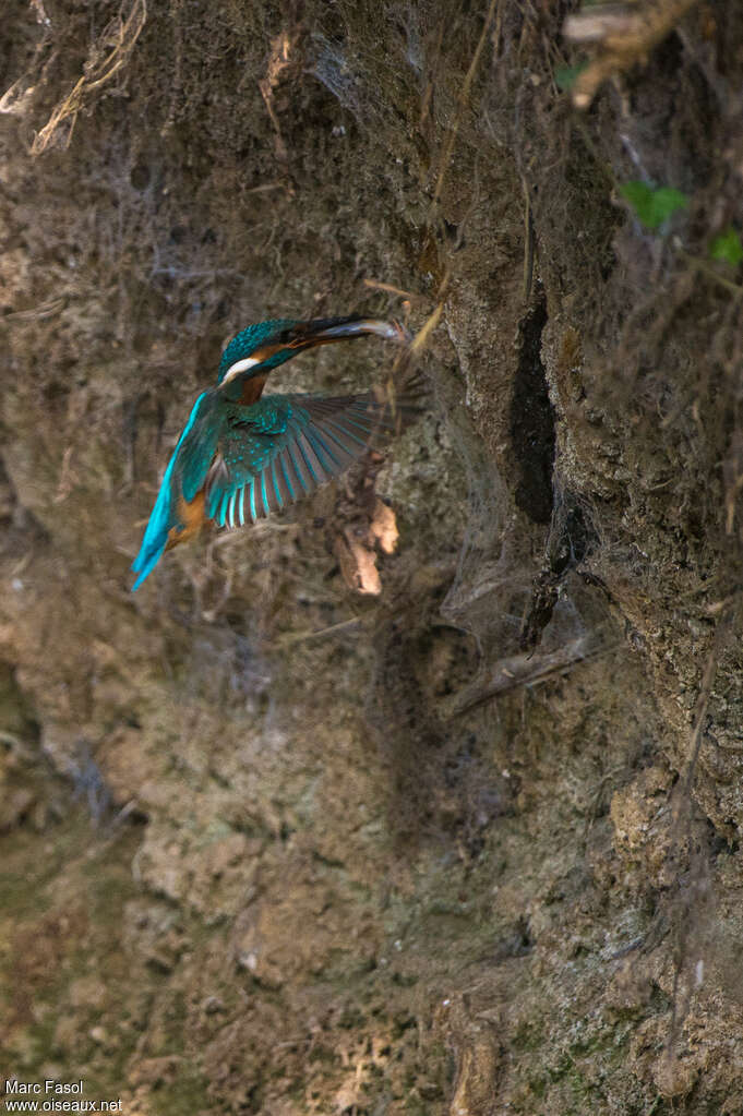 Common Kingfisheradult, feeding habits, Reproduction-nesting