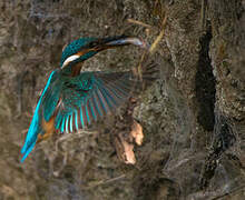 Common Kingfisher