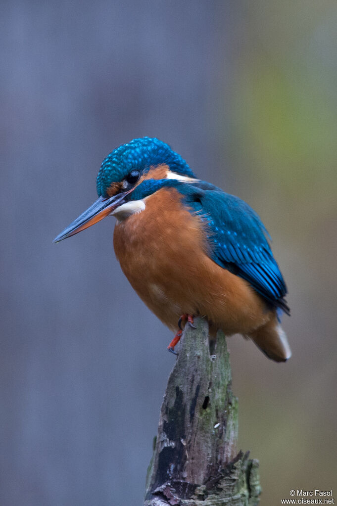 Martin-pêcheur d'Europe femelle adulte