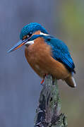 Common Kingfisher