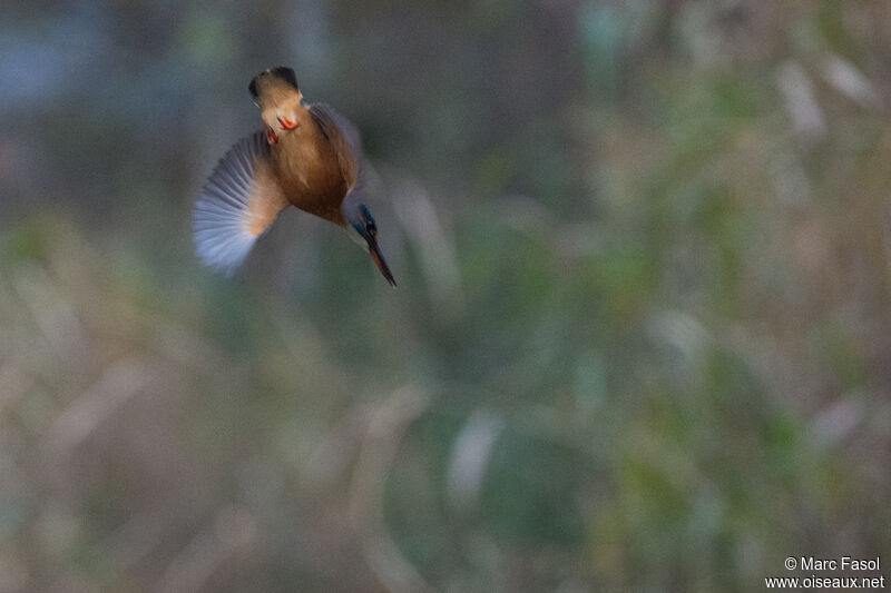 Common Kingfisher female adult, Flight