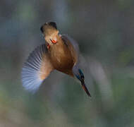 Common Kingfisher