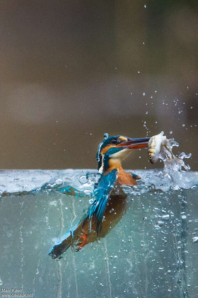 Martin-pêcheur d'Europe femelle adulte, pêche/chasse