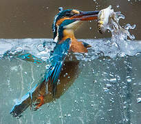 Common Kingfisher