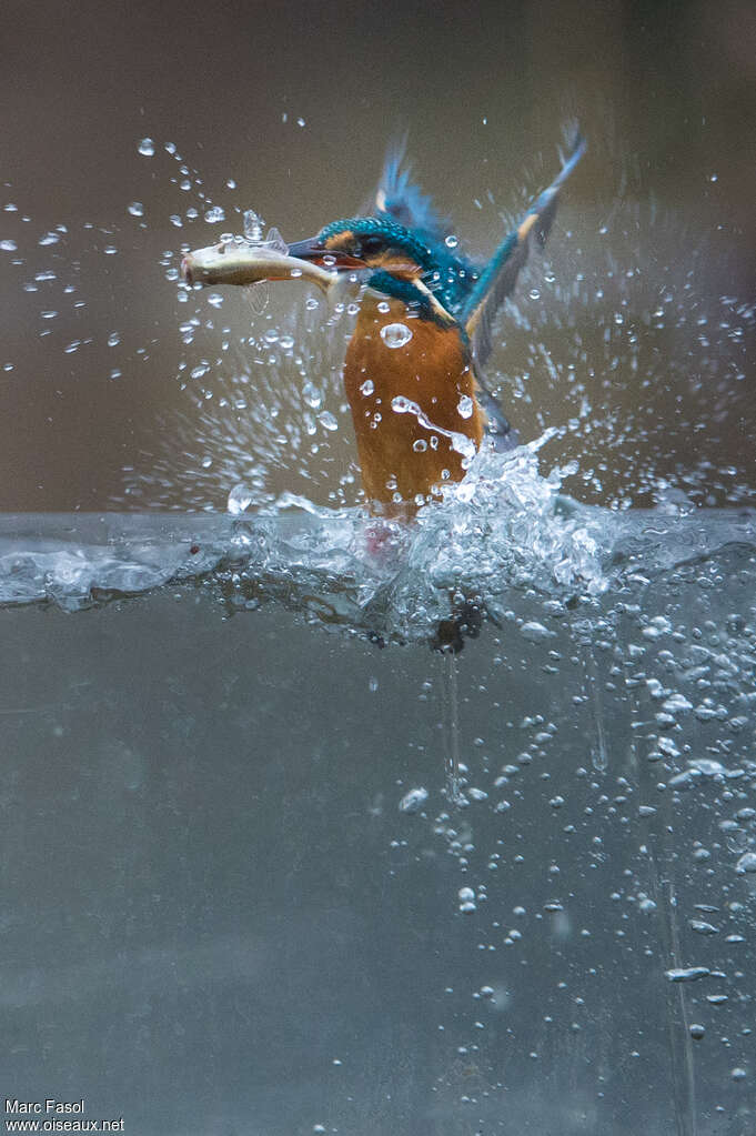 Common Kingfisher female adult, fishing/hunting