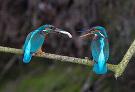 Common Kingfisher