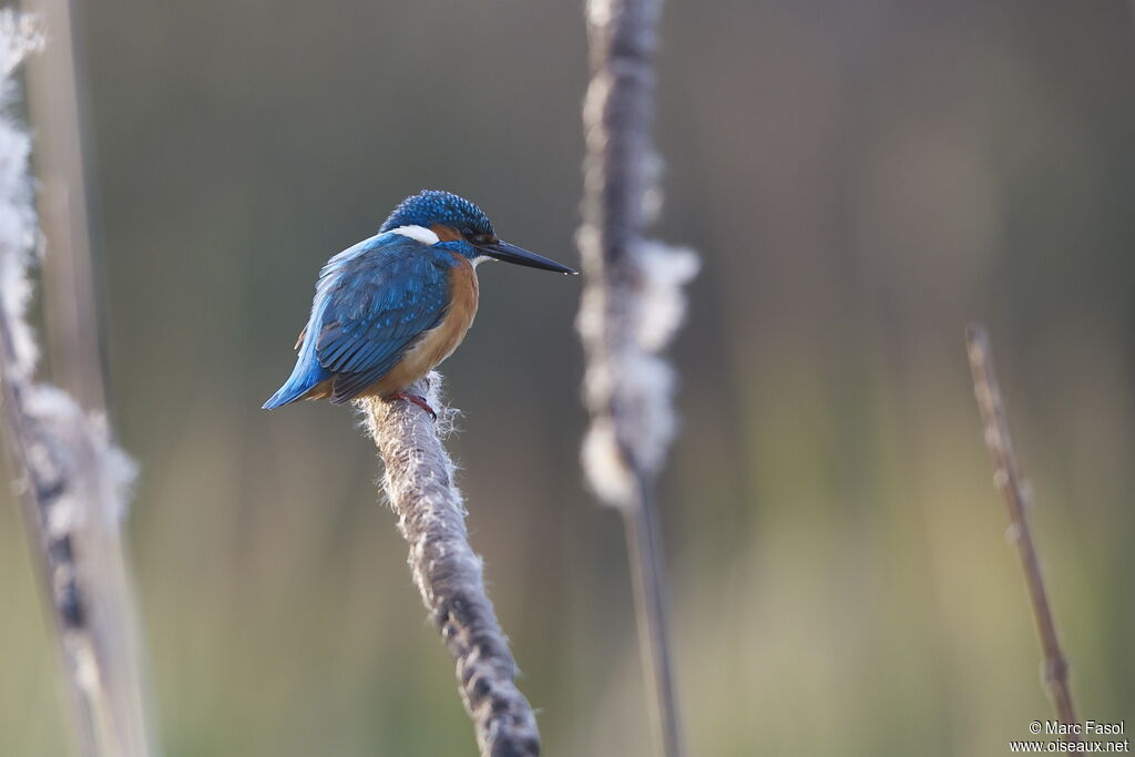 Common Kingfisheradult breeding, Behaviour