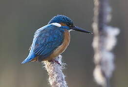 Common Kingfisher