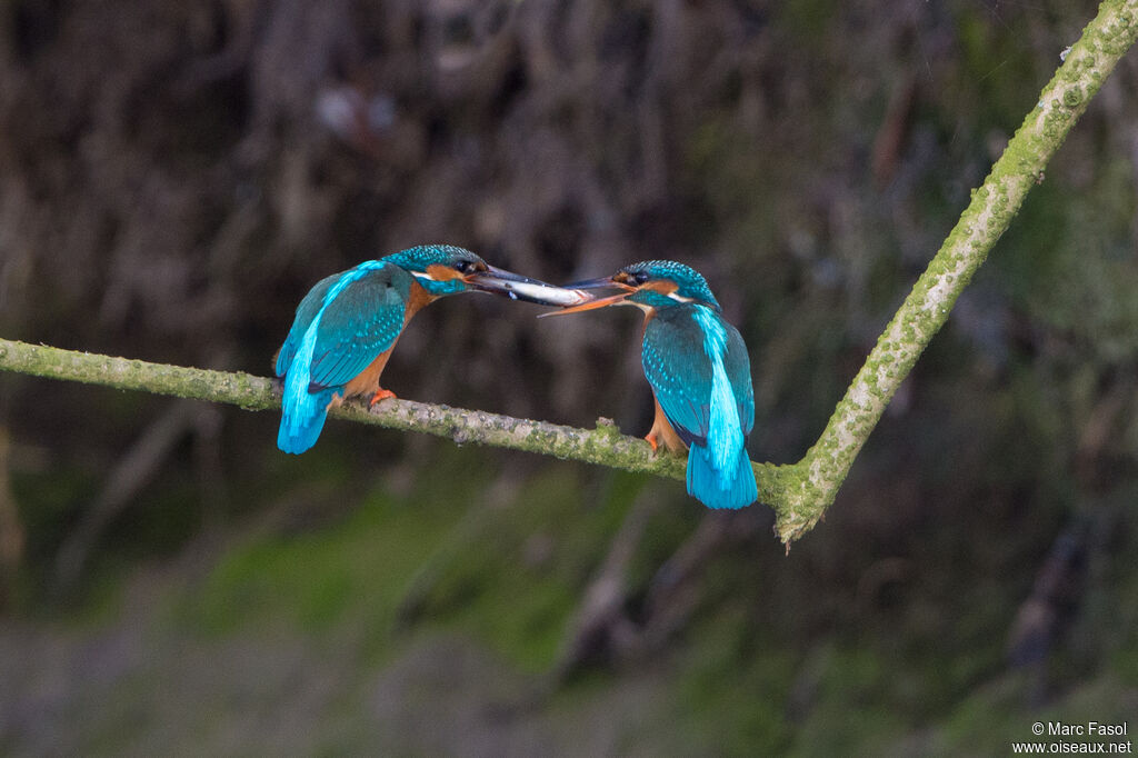 Common Kingfisheradult breeding, courting display, Reproduction-nesting