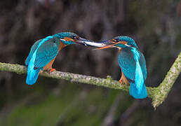 Common Kingfisher