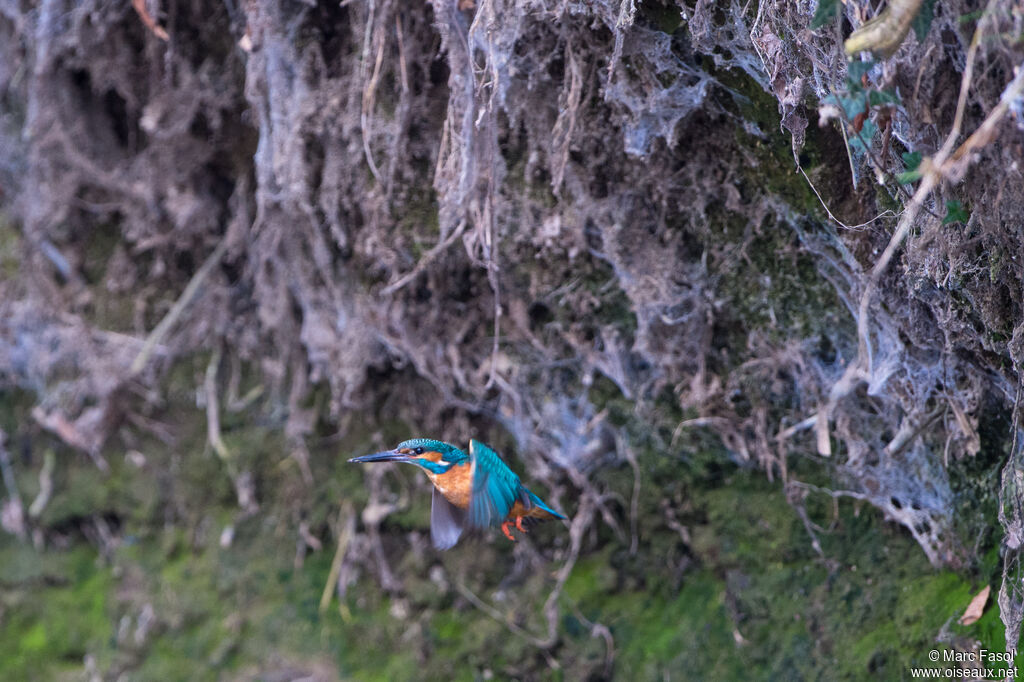 Common Kingfisher male adult, Flight, Reproduction-nesting