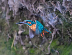 Common Kingfisher