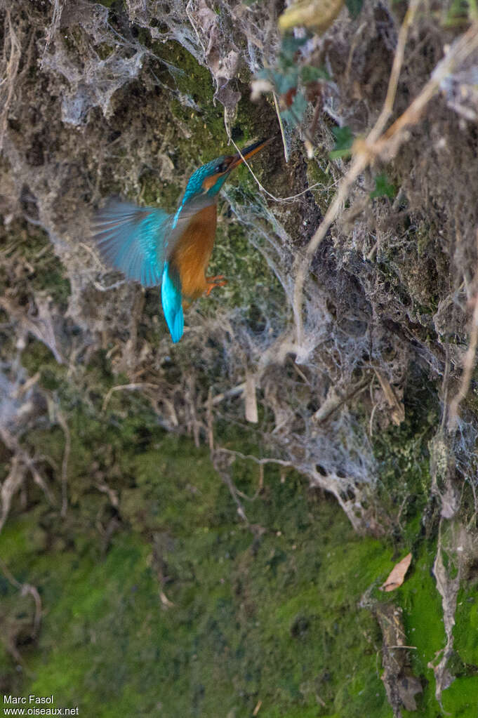 Common Kingfisher female adult, habitat, Flight, Reproduction-nesting