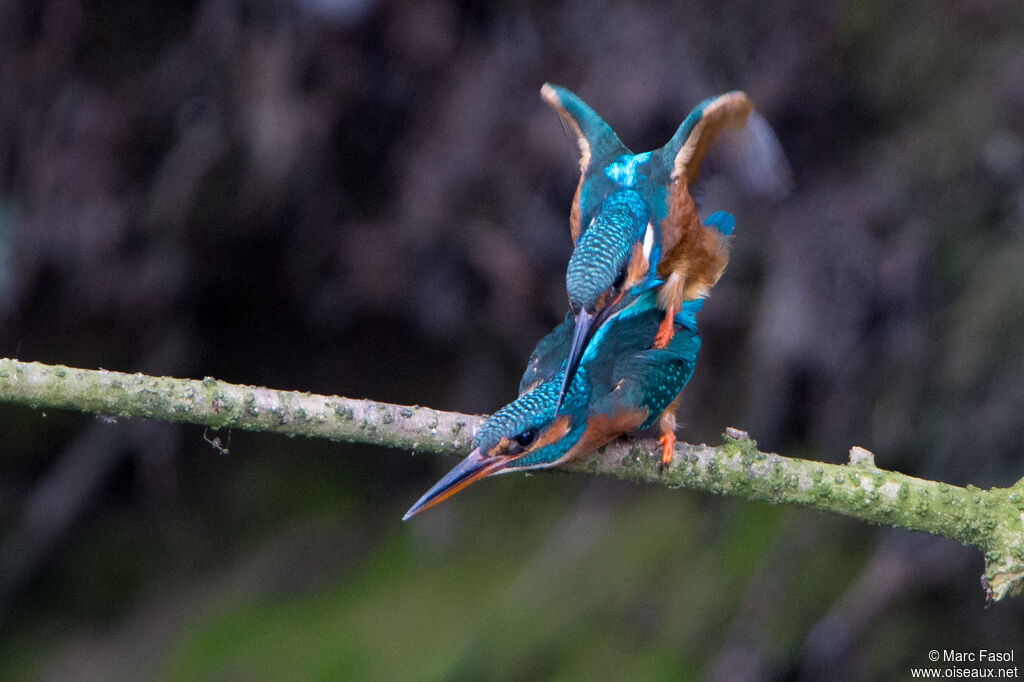 Common Kingfisheradult, mating.